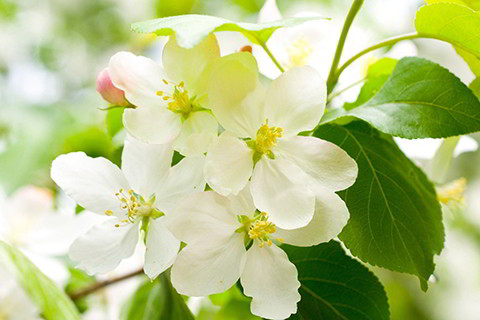 八字中的身旺弱 什么叫身弱,什么叫身旺