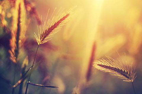 八字地支两个食神 命中有两个食神是什么意思